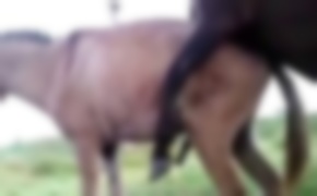free zoo porn, beastiality videos